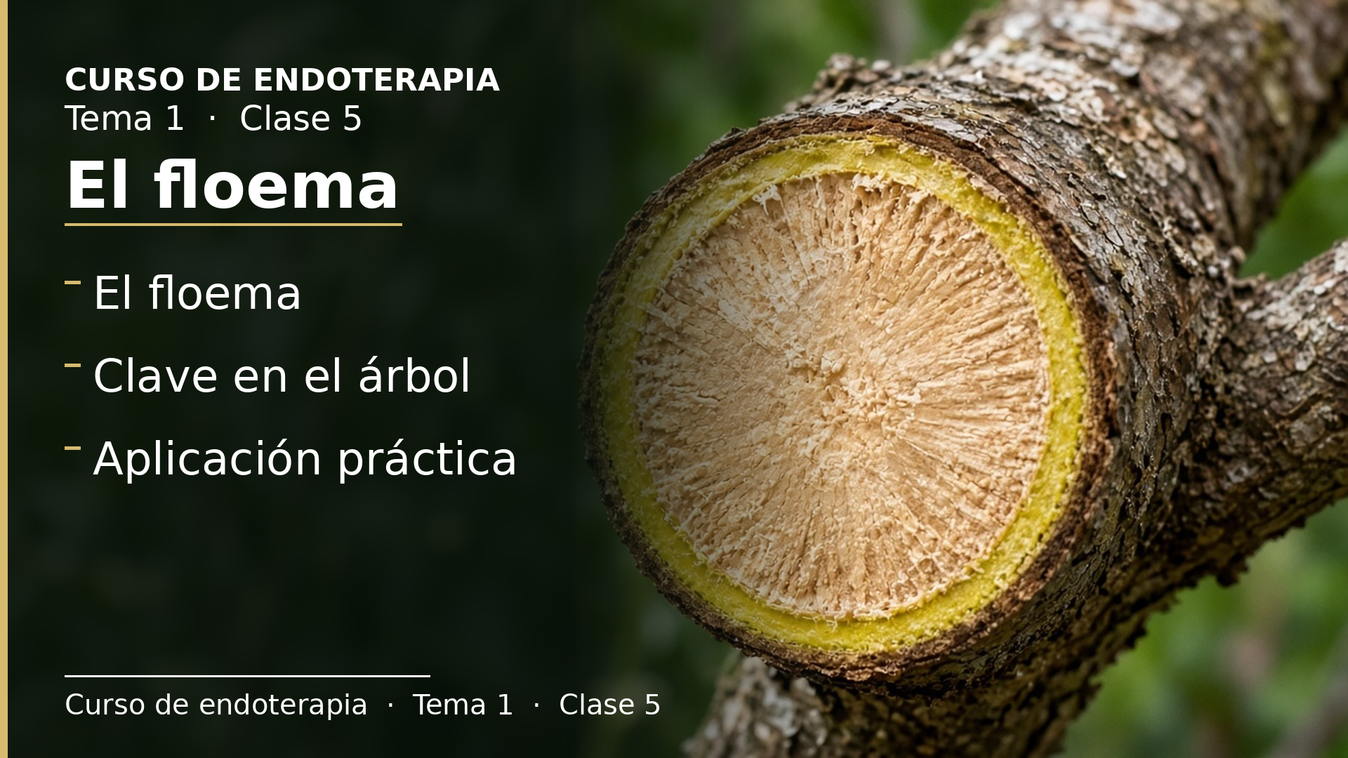 Diapositiva de la clase 5: El floema