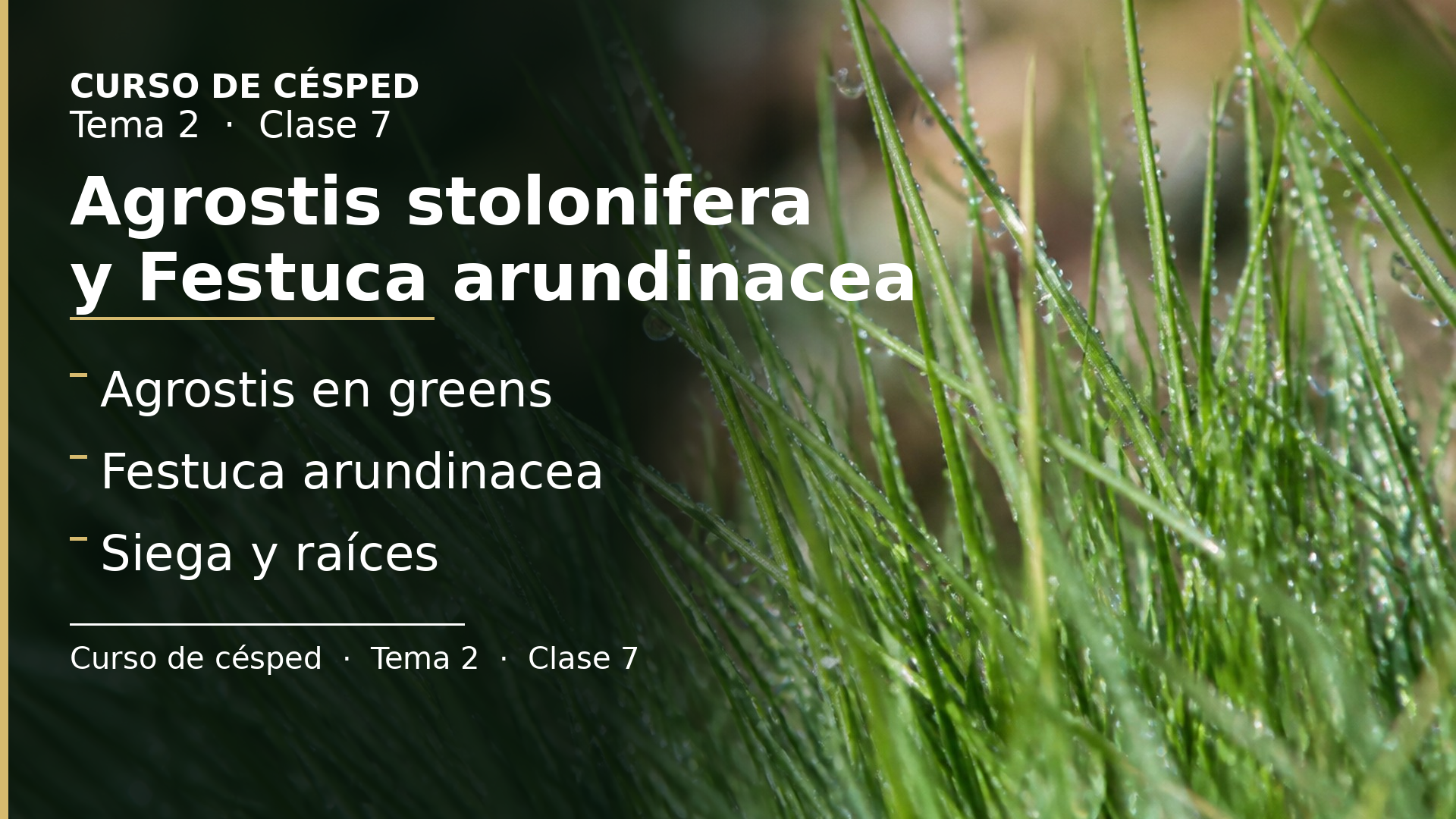 Diapositiva de la clase 7: Agrostis stolonifera y Festuca arundinacea