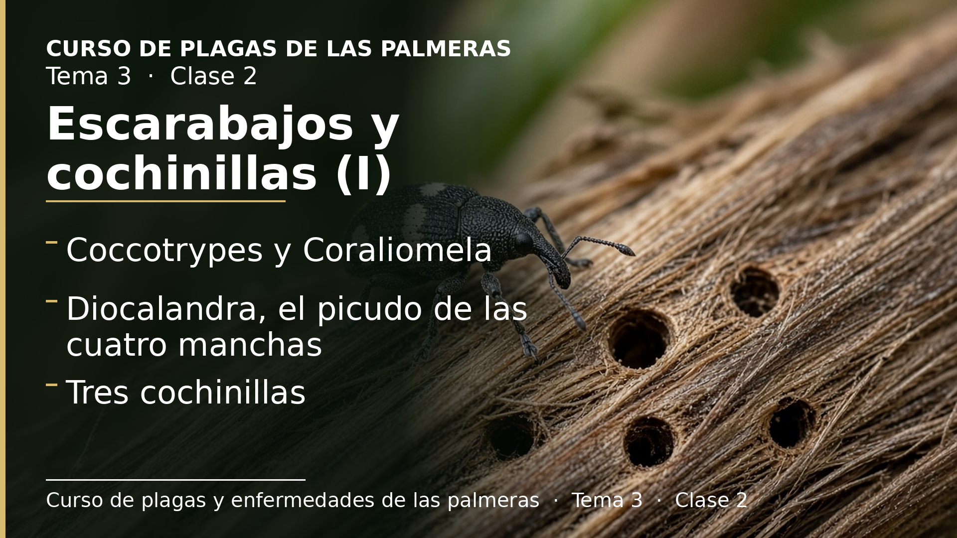 Diapositiva de la clase 2: Pequeños escarabajos y cochinillas (I)