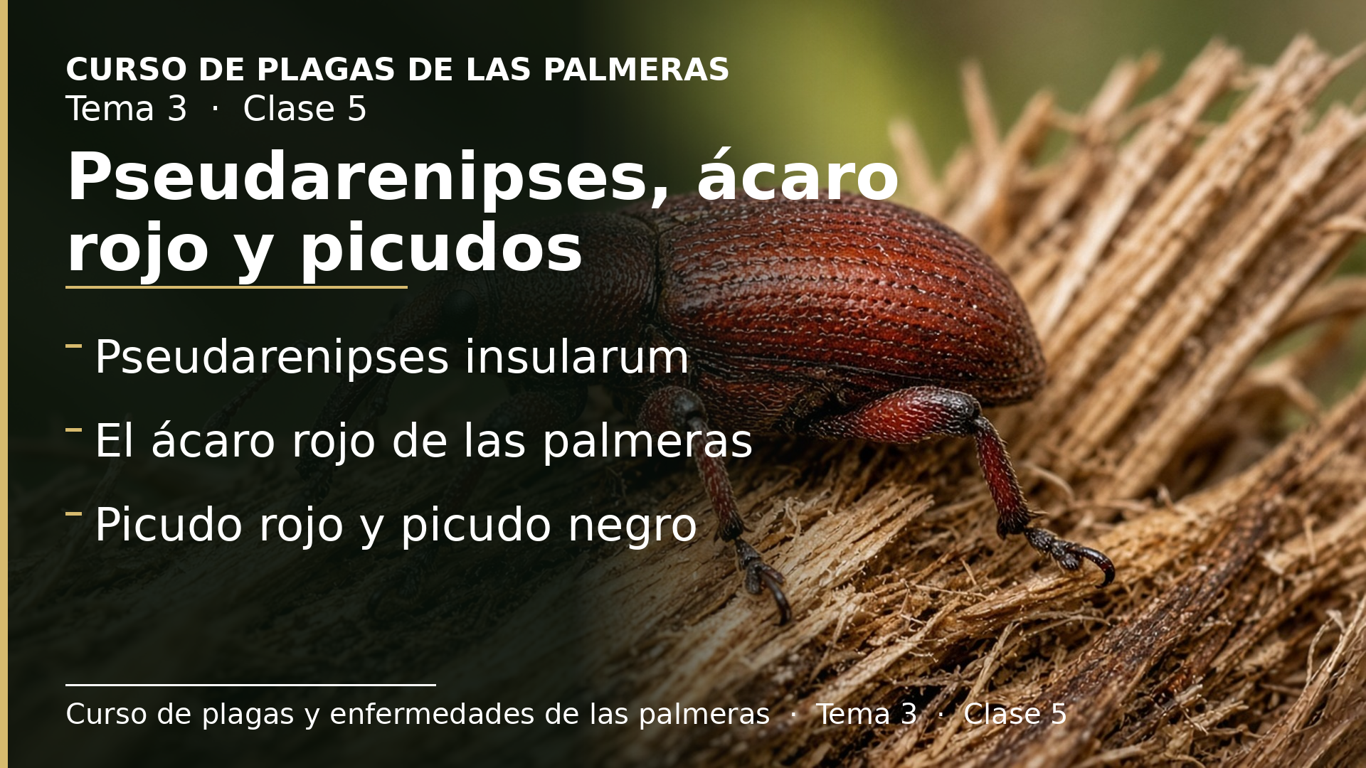 Diapositiva de la clase 5: Pseudarenipses, el ácaro rojo y los dos picudos