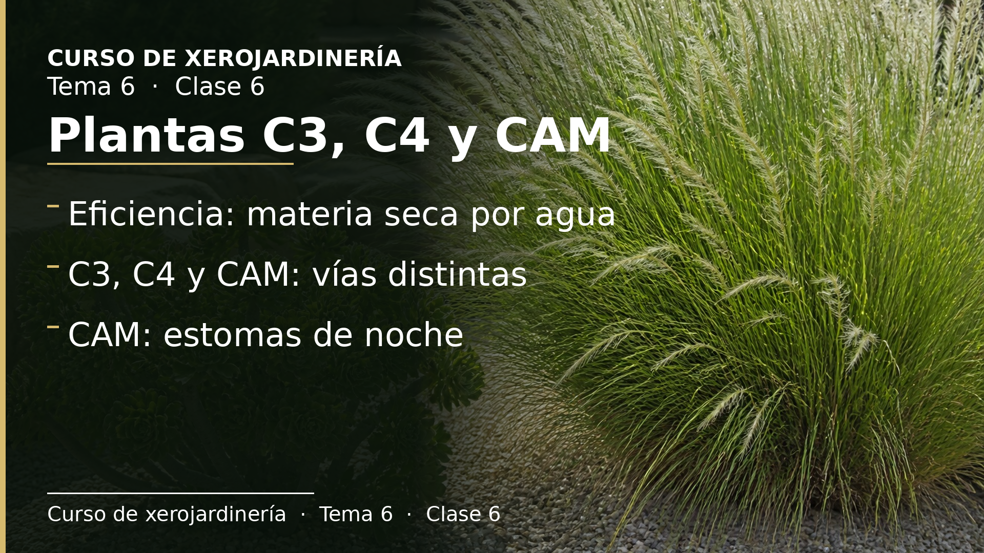 Diapositiva de la clase 6: Plantas C3, C4 y CAM