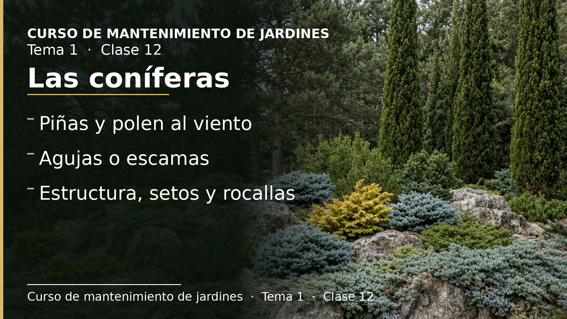 Diapositiva de la clase 12: Las coníferas
