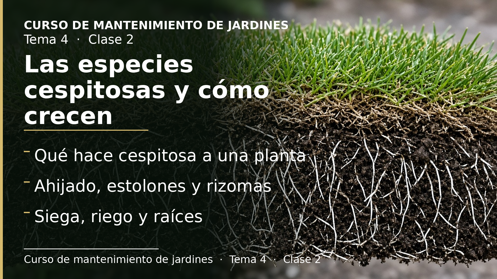 Diapositiva de la clase 2: Las especies cespitosas y cómo crecen