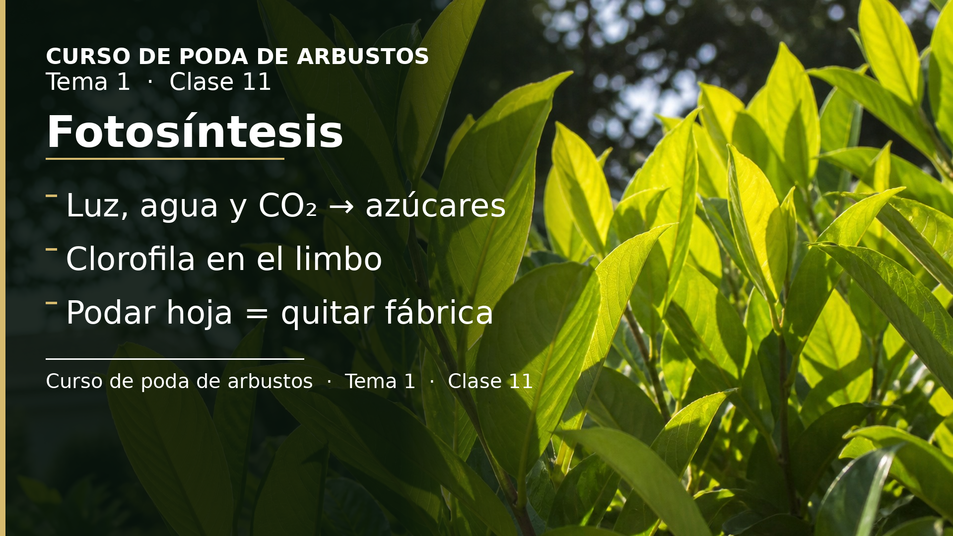 Diapositiva de la clase 11: Fotosíntesis
