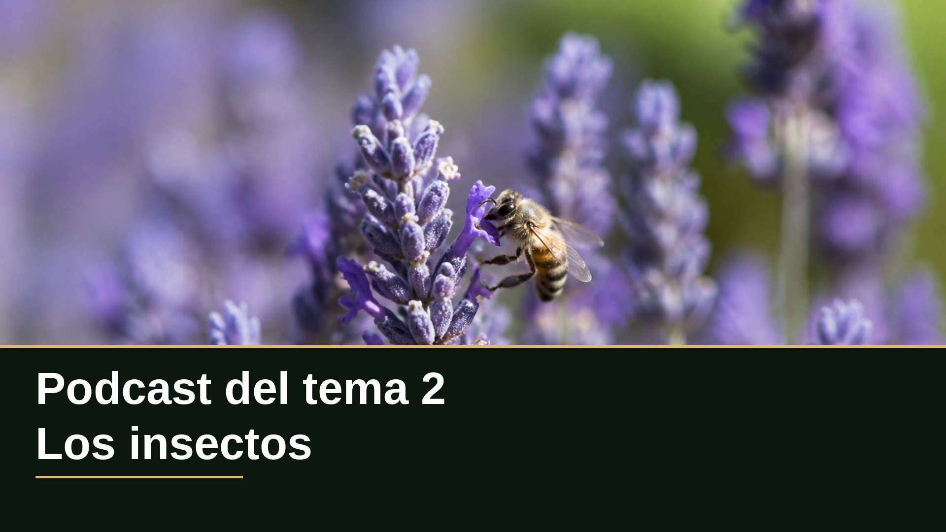 Diapositiva del resumen: Podcast del tema 2 · Sanidad vegetal, fitopatología y entomología