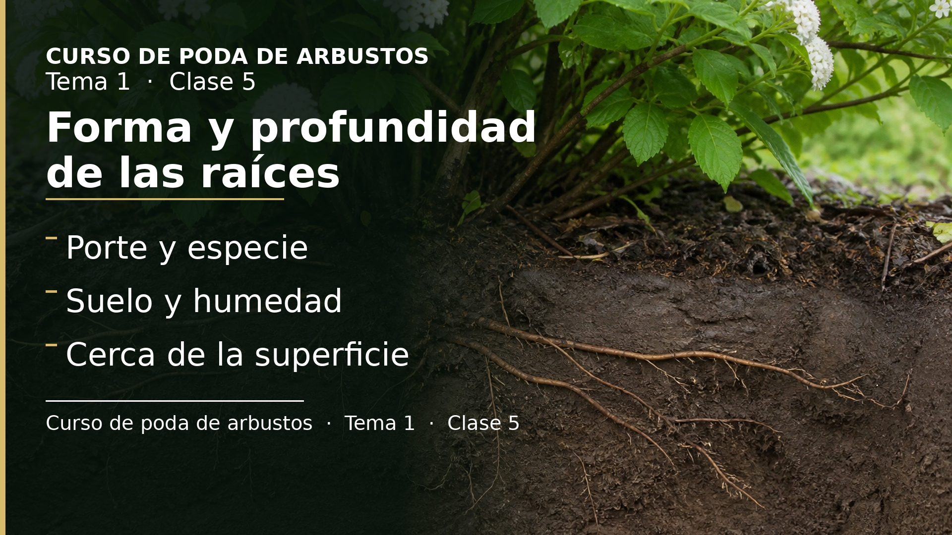 Diapositiva de la clase 5: Forma y profundidad de las raíces