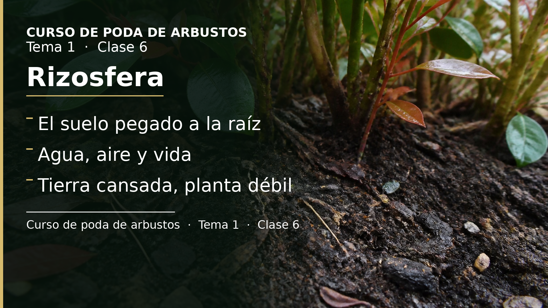 Diapositiva de la clase 6: Rizosfera