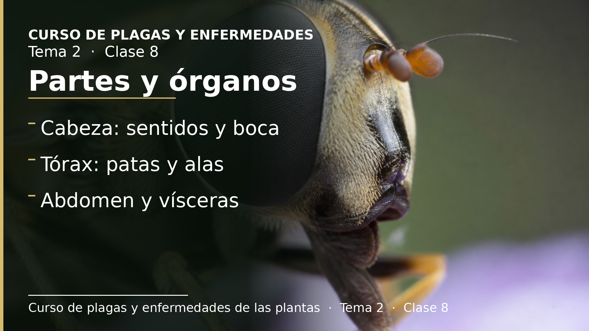Diapositiva de la clase 8: Partes y órganos de un insecto