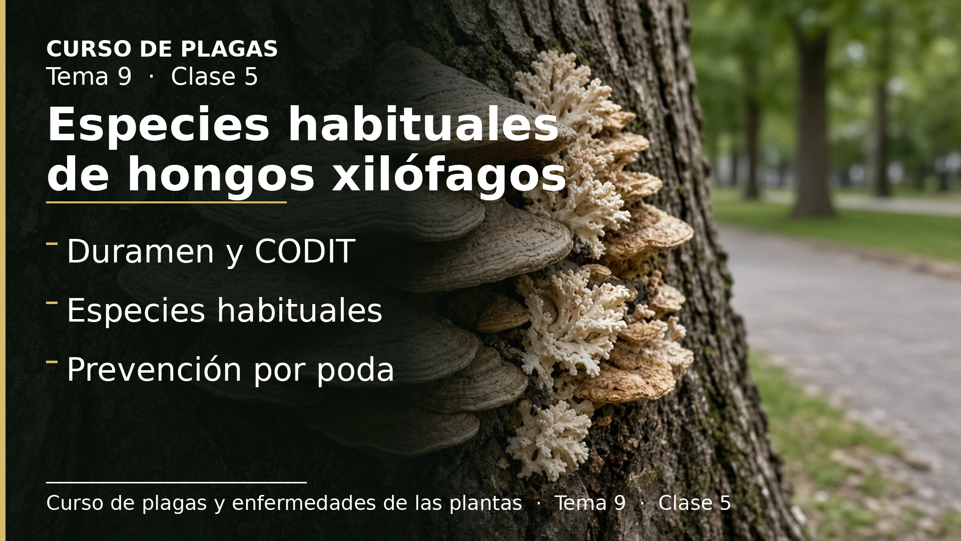 Diapositiva de la clase 5: Especies habituales de hongos xilófagos