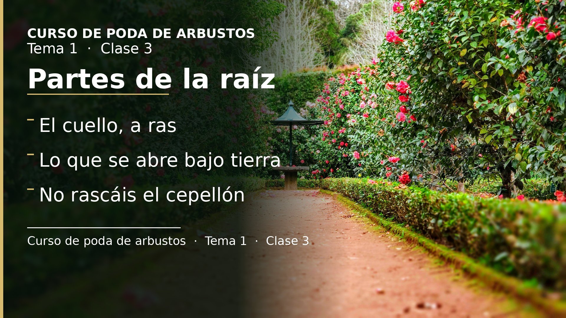 Diapositiva de la clase 3: Partes de la raíz