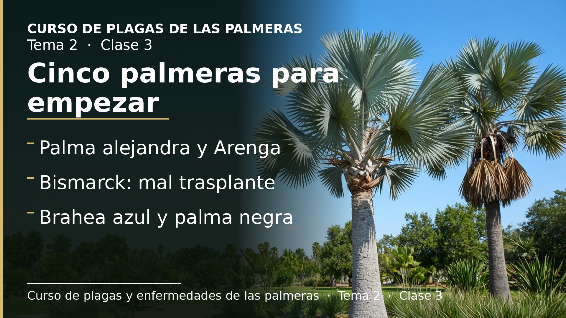 Diapositiva de la clase 3: Cinco palmeras para empezar: de la palma alejandra a las Brahea