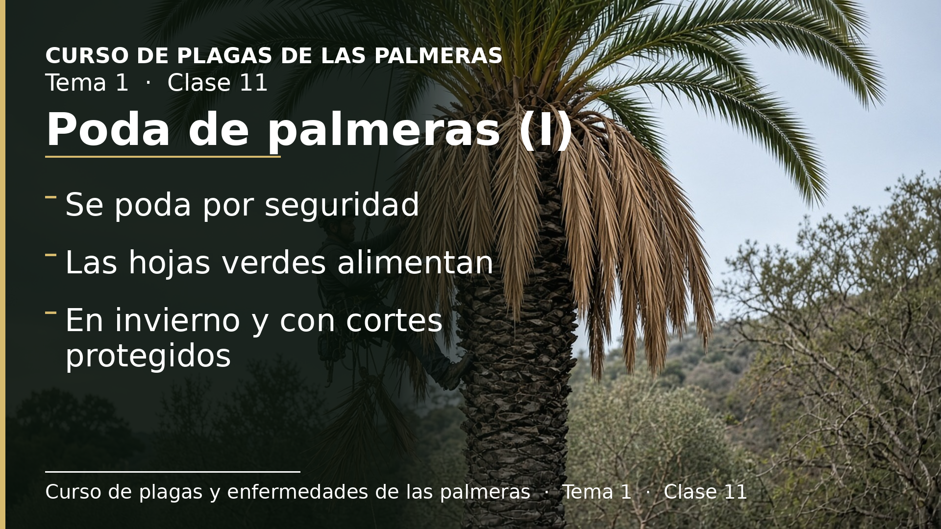 Diapositiva de la clase 11: La poda de palmeras (I): por qué se poda y el mito de que cuanto más, mejor