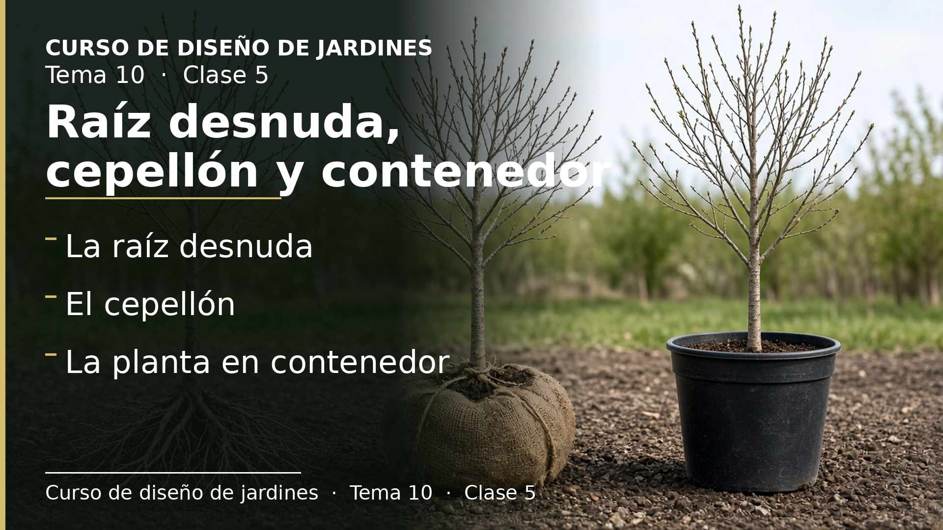 Diapositiva de la clase 5: Cómo se suministran las plantas: raíz desnuda, cepellón y contenedor