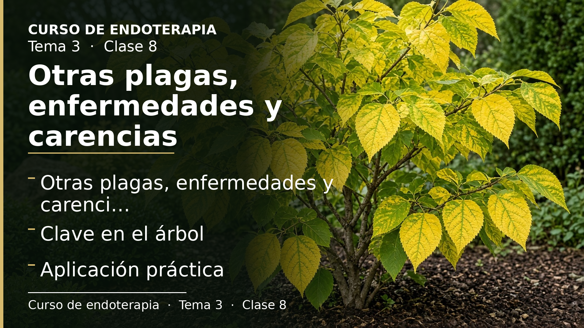 Diapositiva de la clase 8: Otras plagas, enfermedades y carencias
