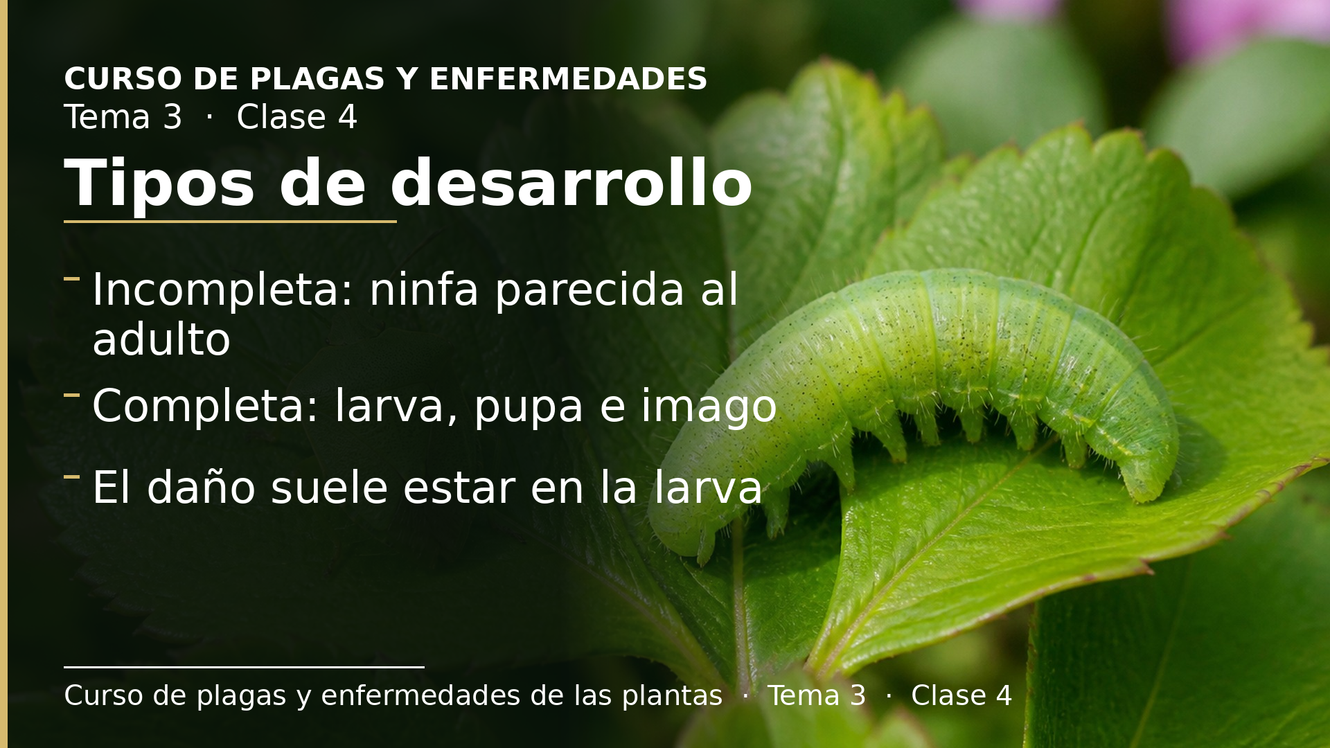 Diapositiva de la clase 4: Tipos de desarrollo postembrionario