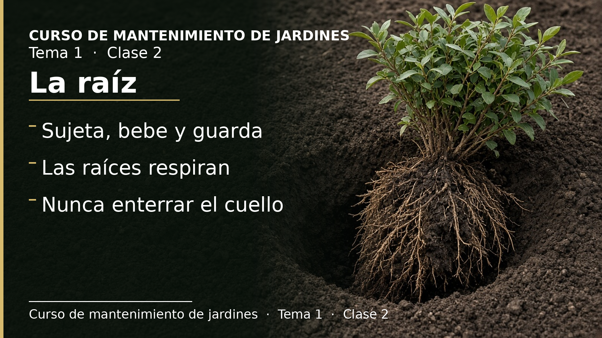 Diapositiva de la clase 2: La raíz: anclaje, agua, reserva y respiración