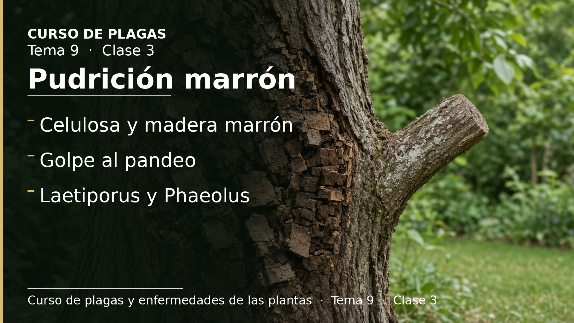 Diapositiva de la clase 3: Pudrición marrón