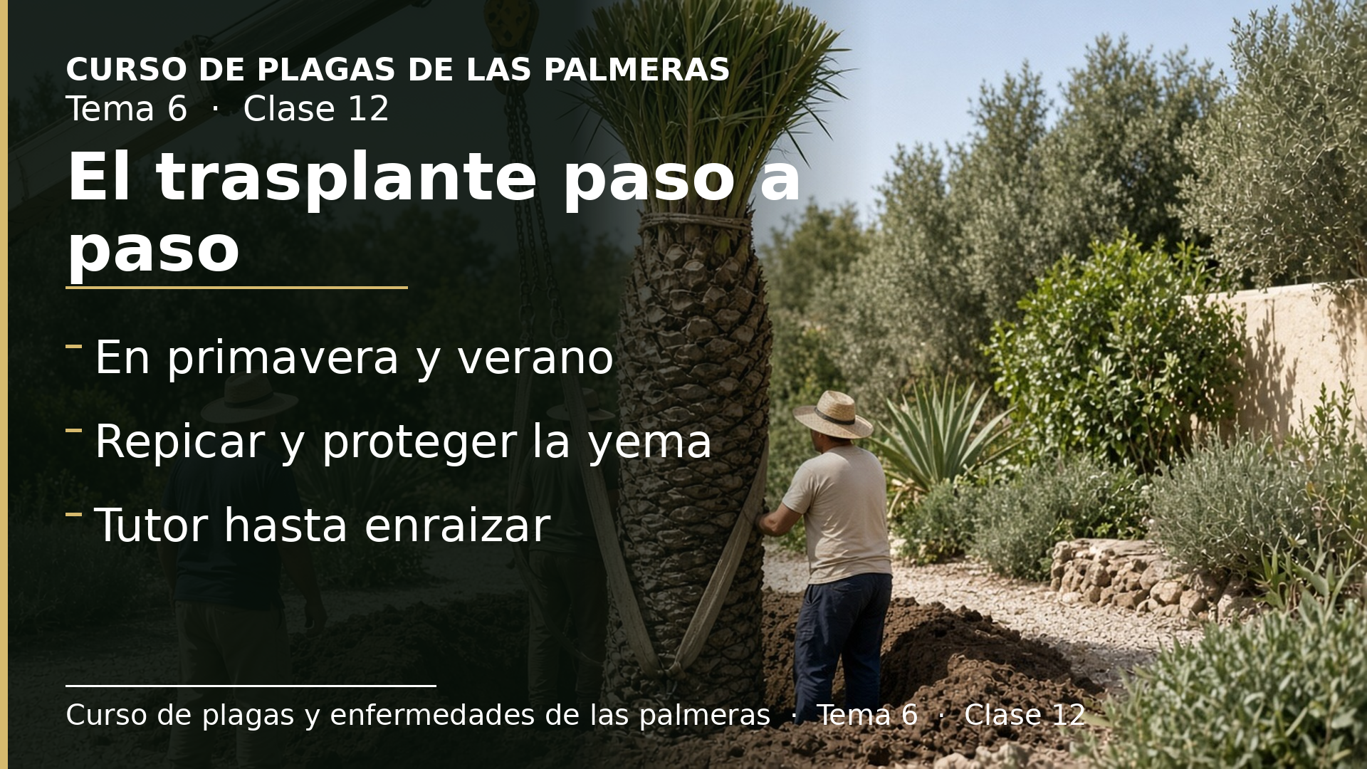 Diapositiva de la clase 12: El trasplante paso a paso y los cuidados posteriores