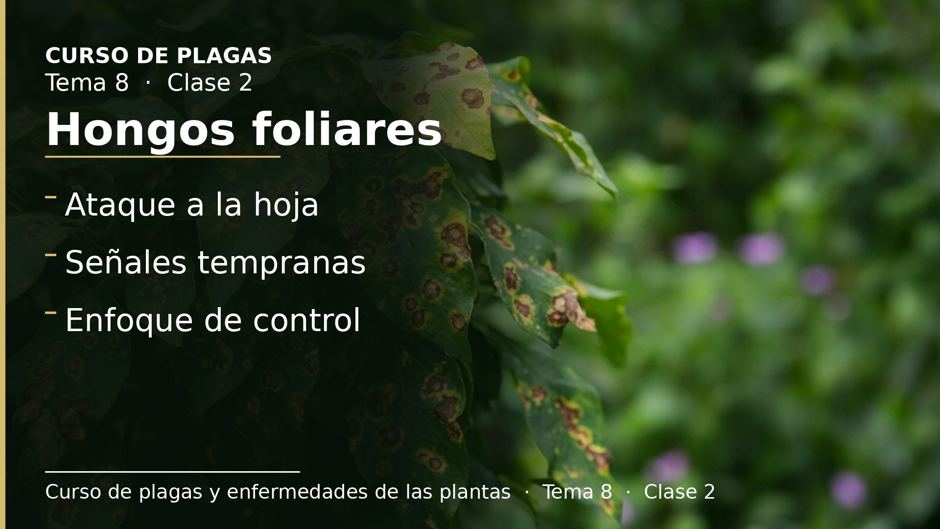 Diapositiva de la clase 2: Hongos foliares
