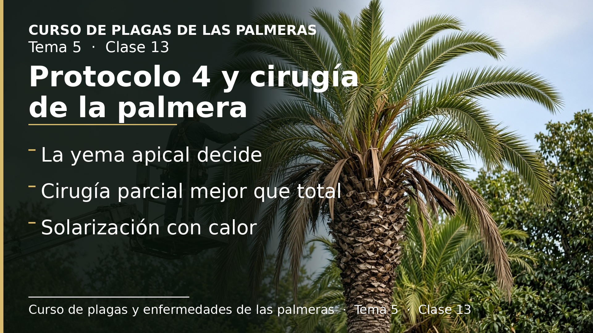Diapositiva de la clase 13: Protocolo 4 y cirugía de la palmera