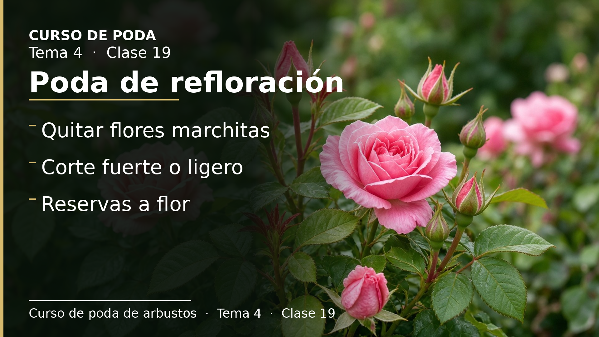 Diapositiva de la clase 19: Poda de refloración de rosales