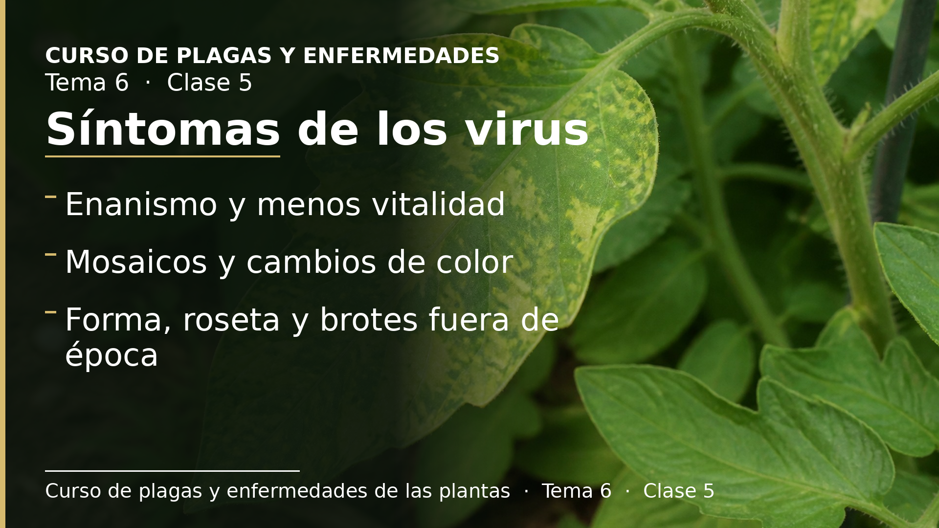 Diapositiva de la clase 5: Sintomatología de los virus