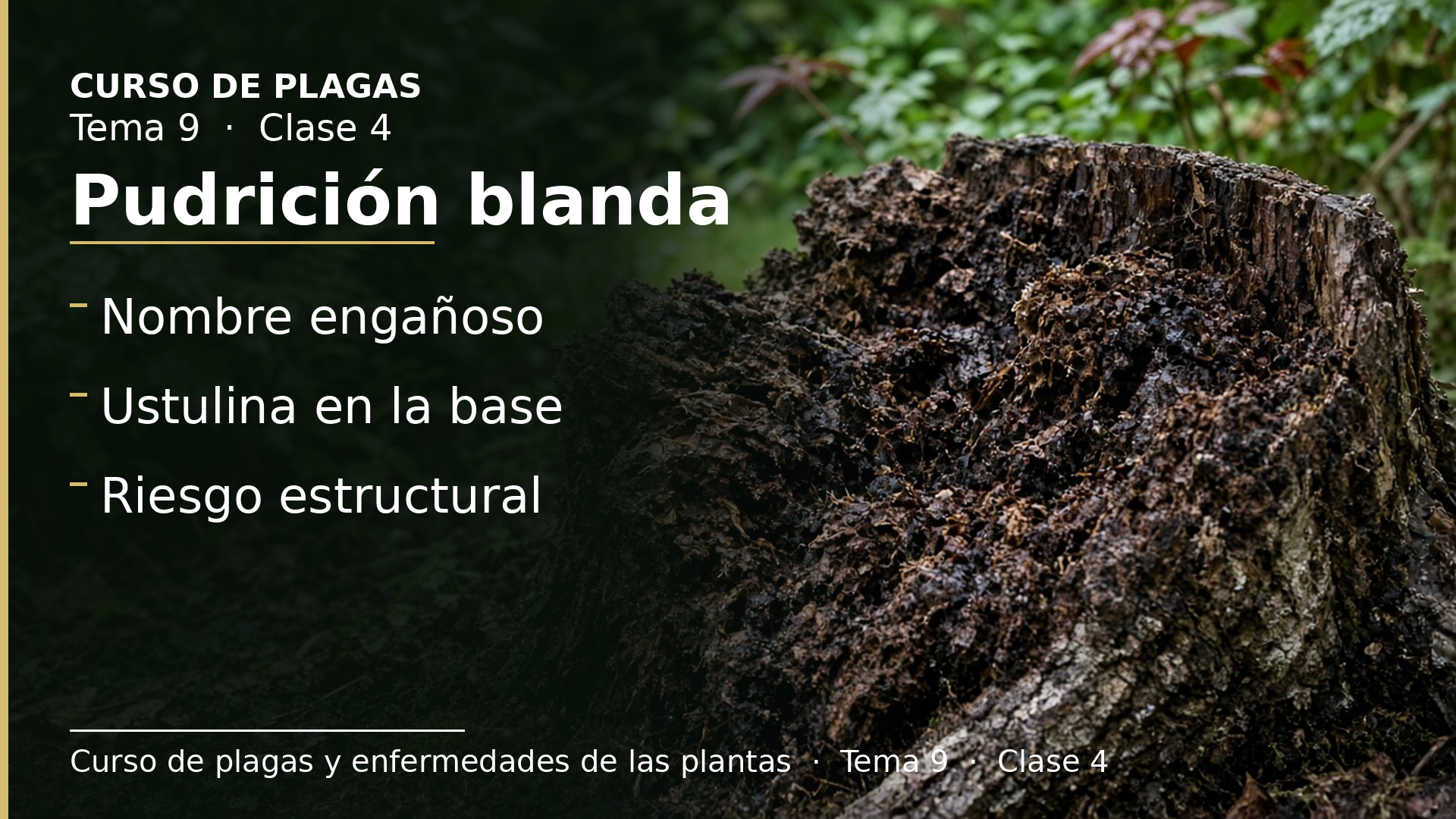 Diapositiva de la clase 4: Pudrición blanda