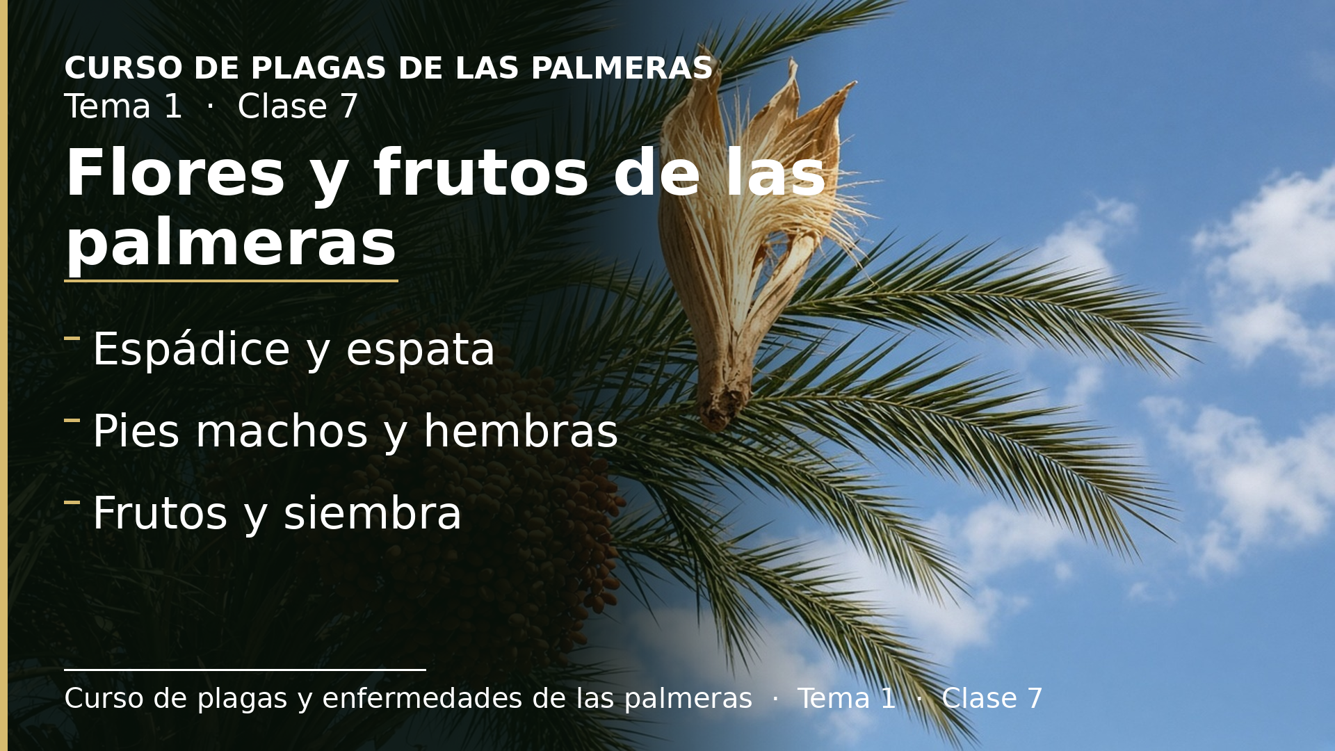 Diapositiva de la clase 7: Flores, frutos y semillas de las palmeras