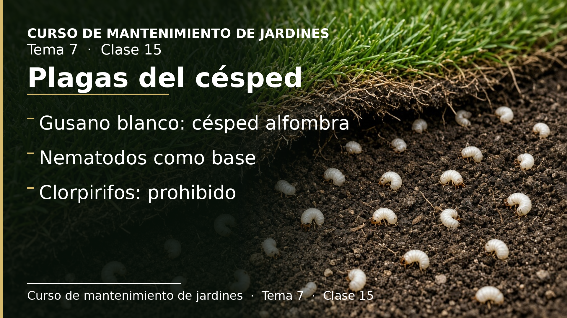Diapositiva de la clase 15: Plagas del césped