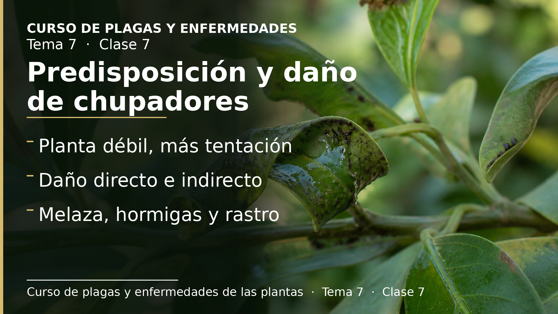 Diapositiva de la clase 7: Qué predispone y cómo se ve el daño de chupadores