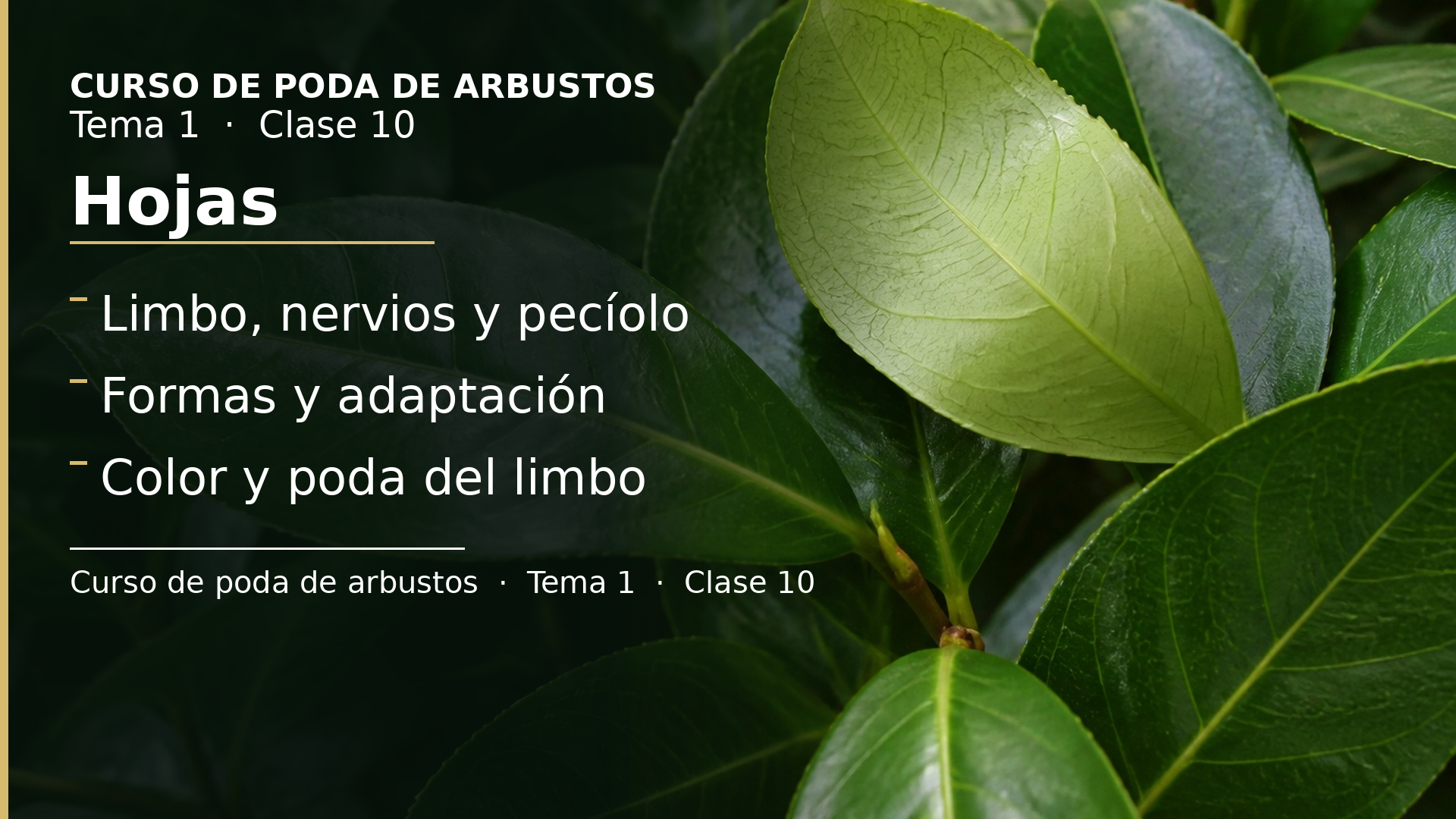 Diapositiva de la clase 10: Hojas