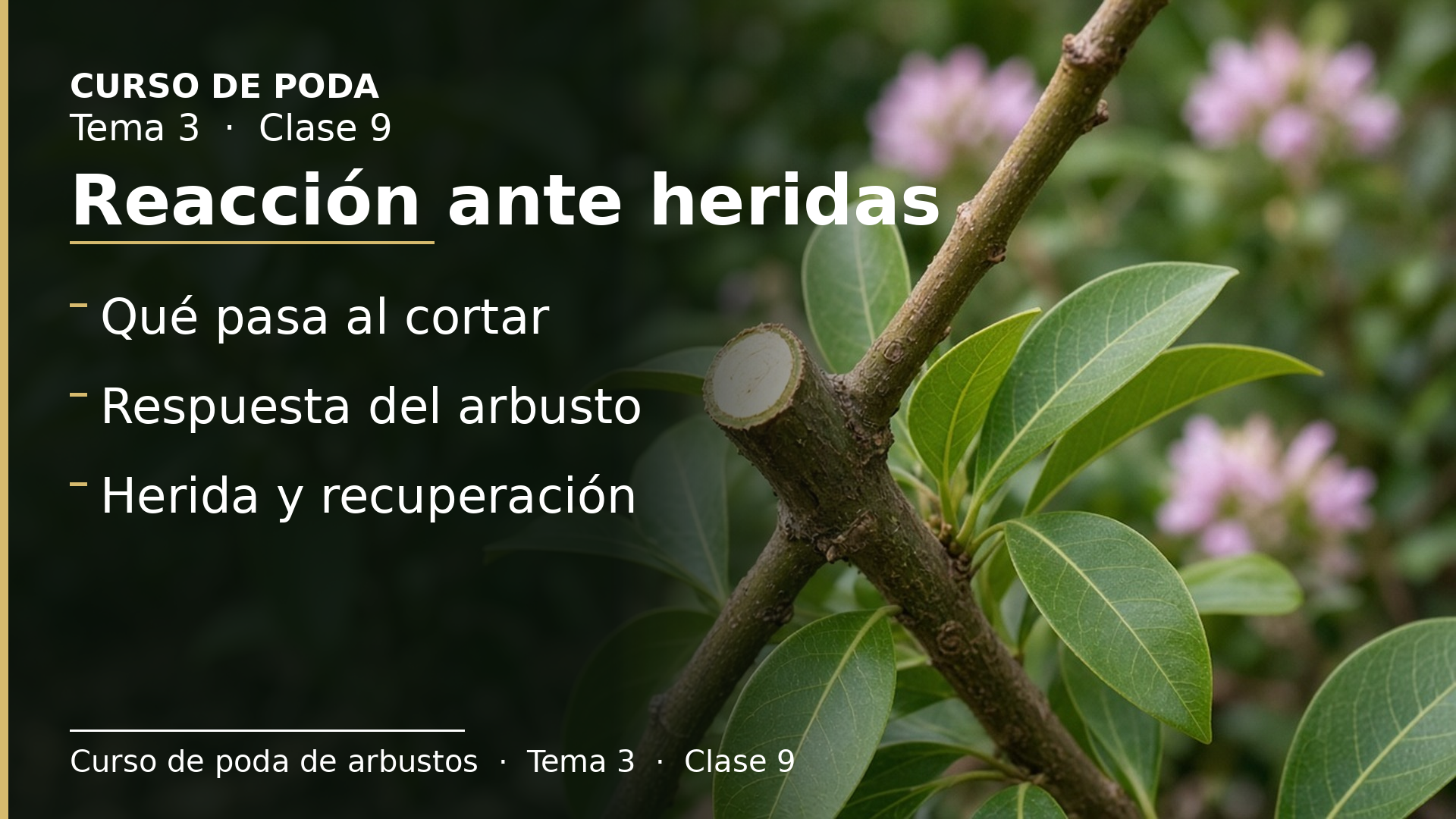 Diapositiva de la clase 9: Reacción ante heridas