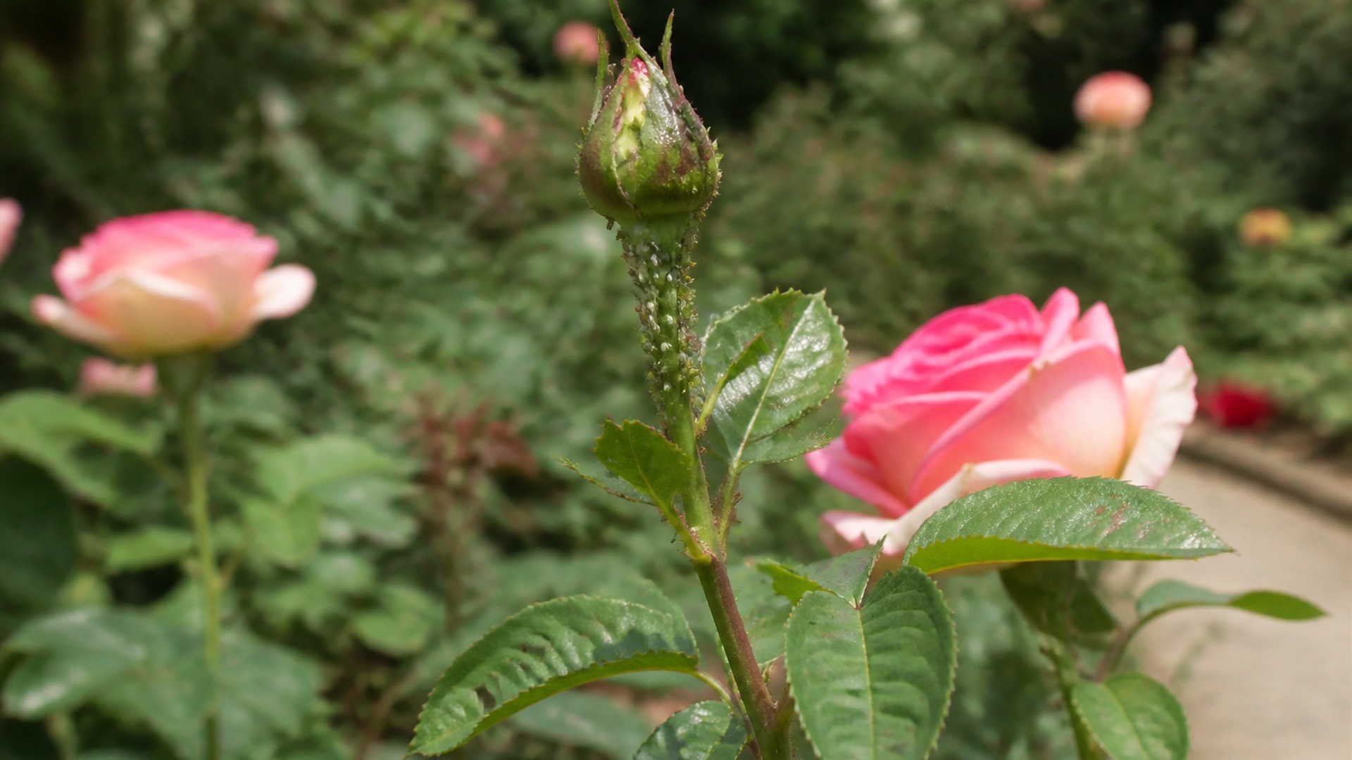 Curso de plagas y enfermedades de las plantas