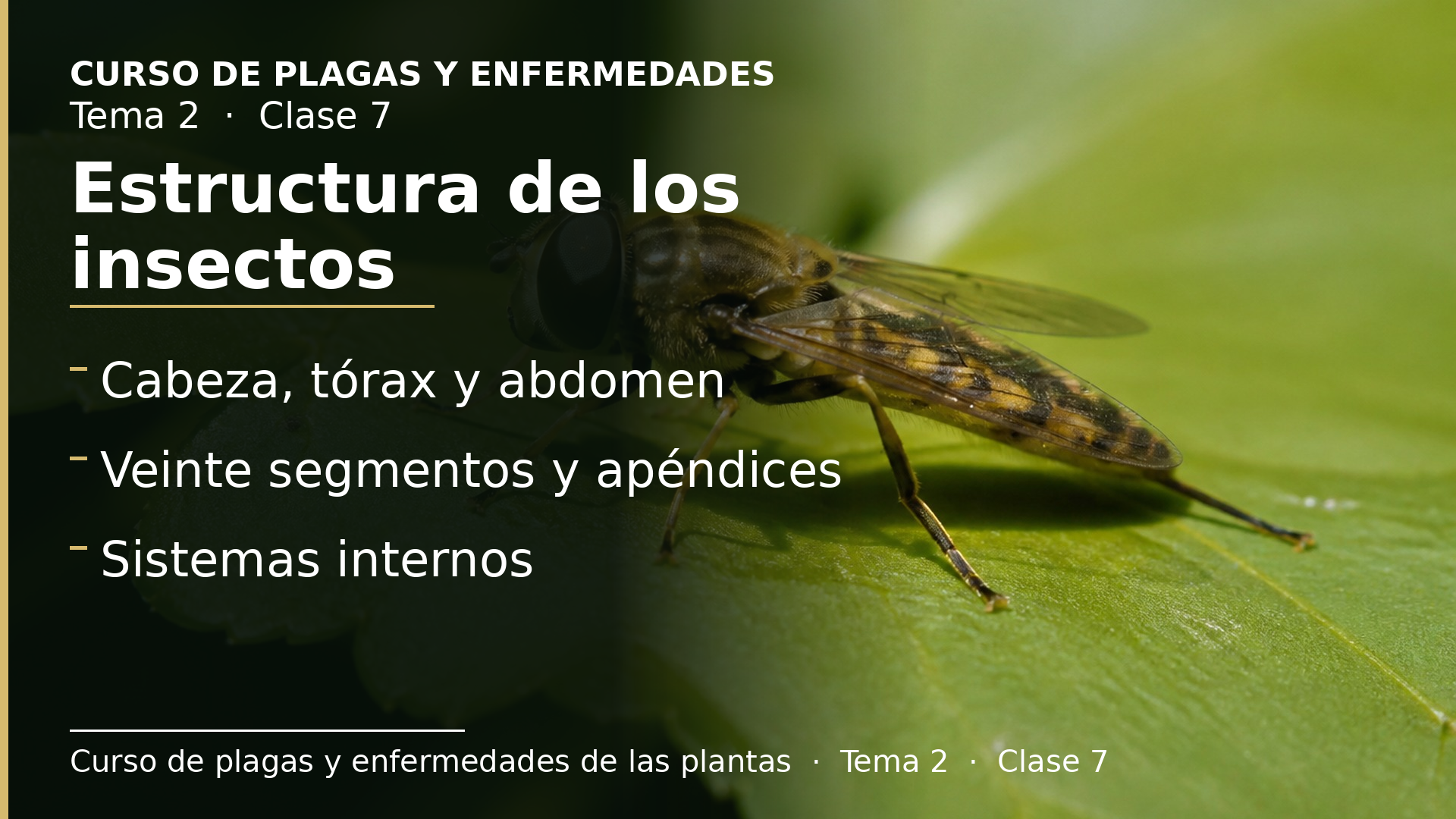 Diapositiva de la clase 7: Estructura de los insectos