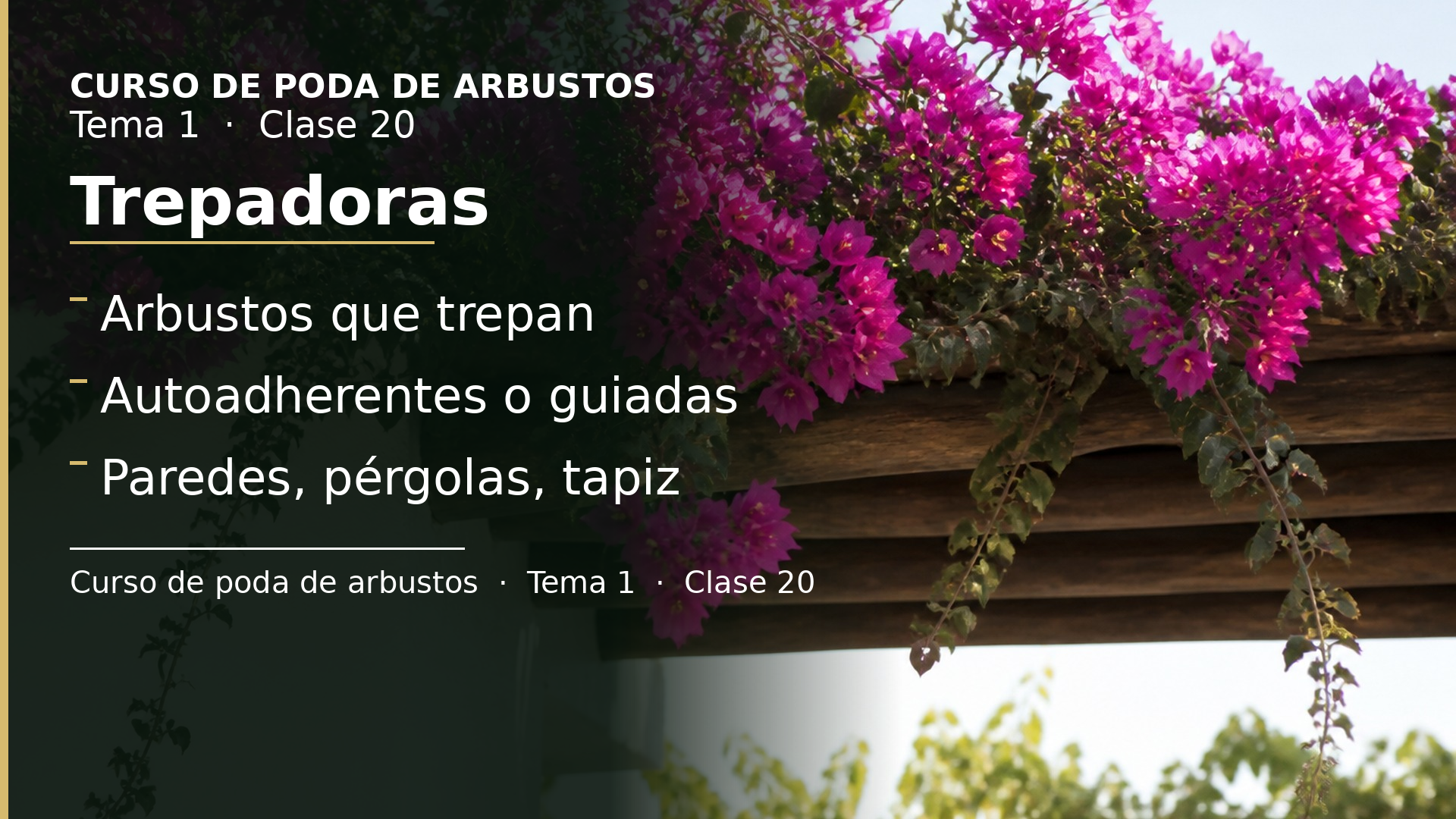 Diapositiva de la clase 20: Trepadoras