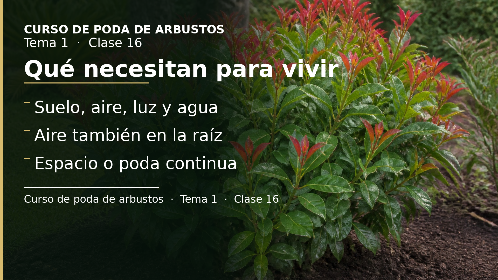Diapositiva de la clase 16: Qué necesitan las plantas para vivir