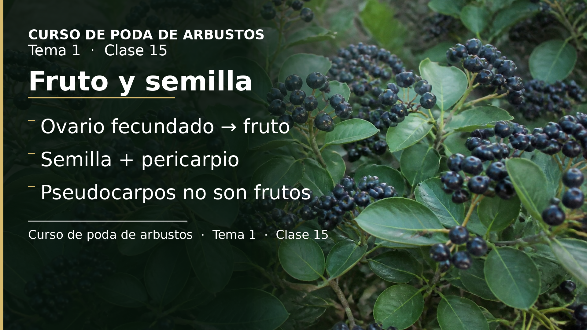 Diapositiva de la clase 15: Fruto y semilla