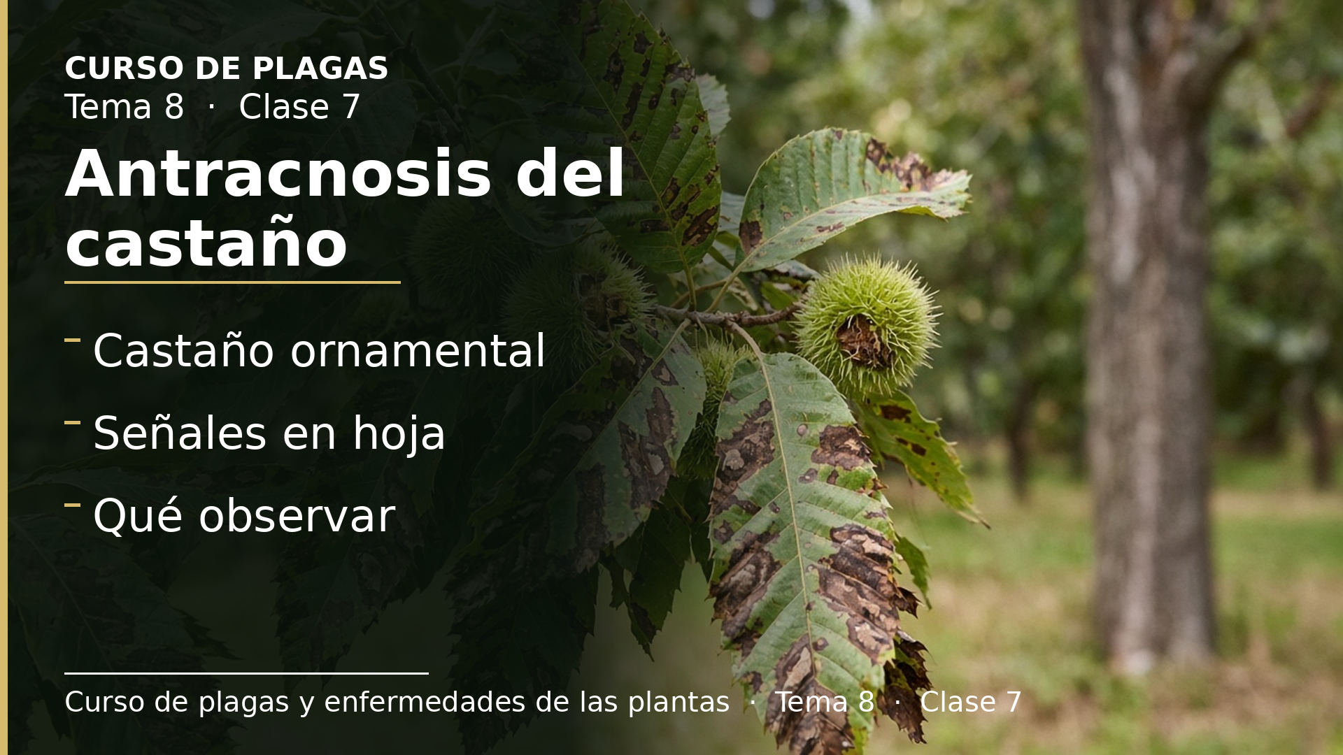 Diapositiva de la clase 7: Antracnosis del castaño