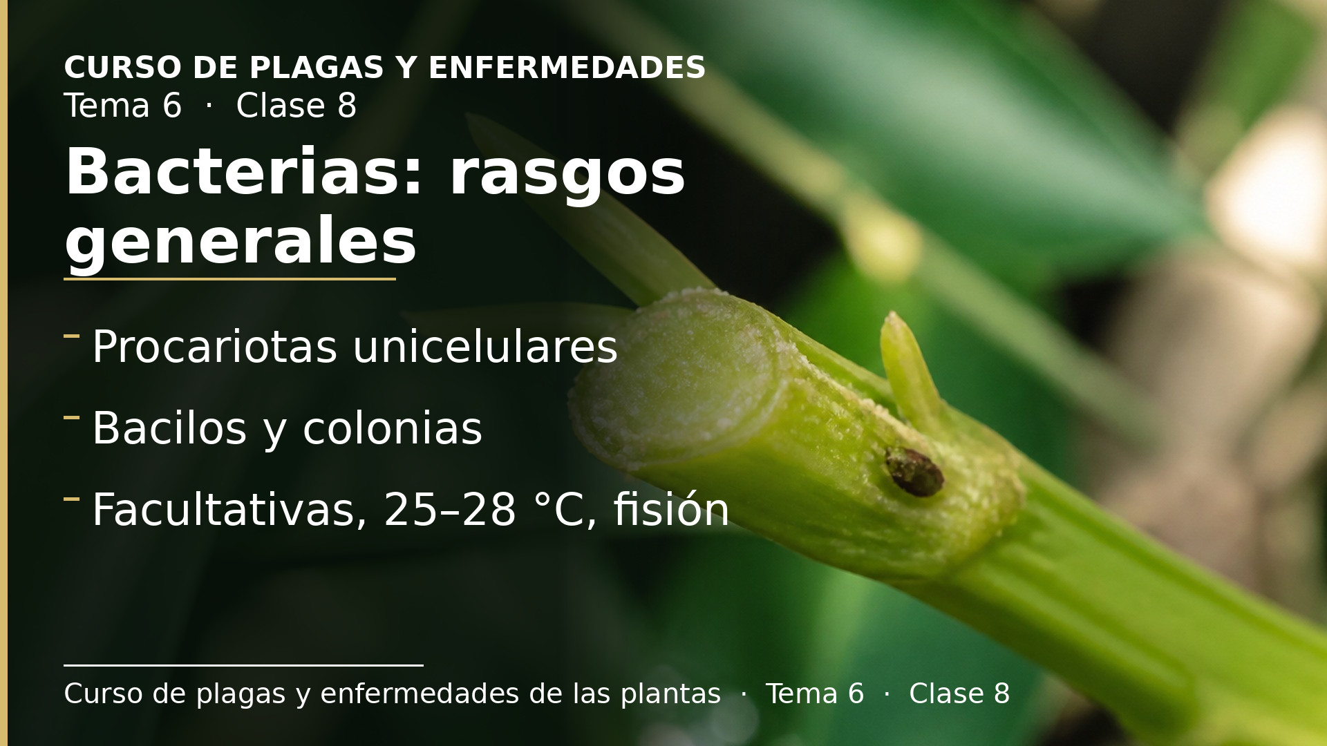 Diapositiva de la clase 8: Características generales de las bacterias