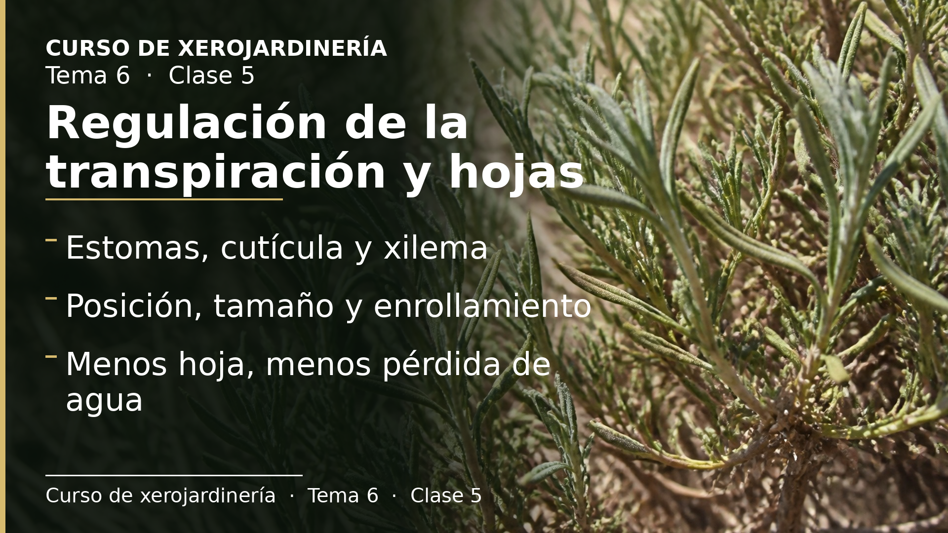 Diapositiva de la clase 5: Regulación de la transpiración y hojas