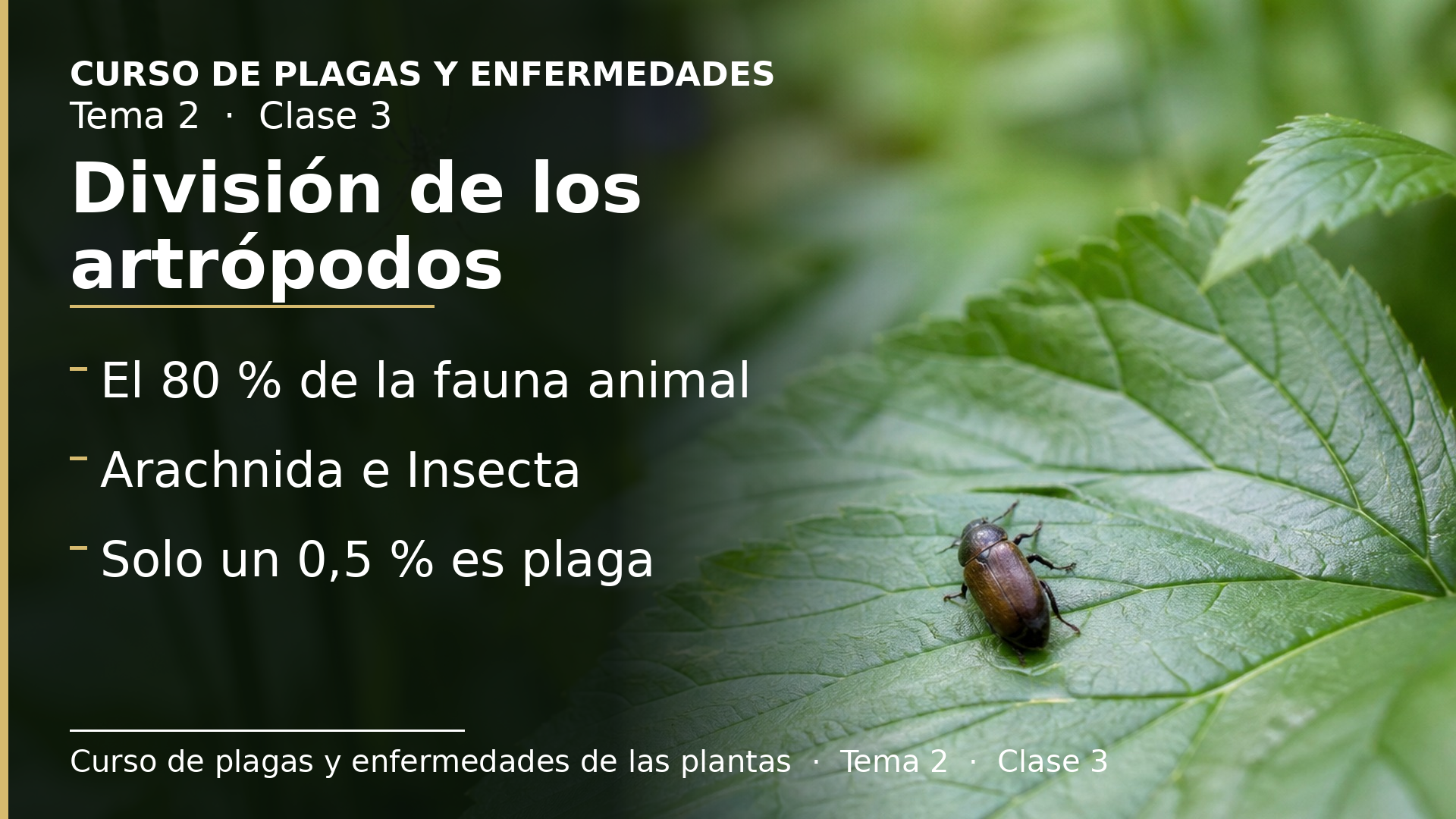 Diapositiva de la clase 3: División de los artrópodos