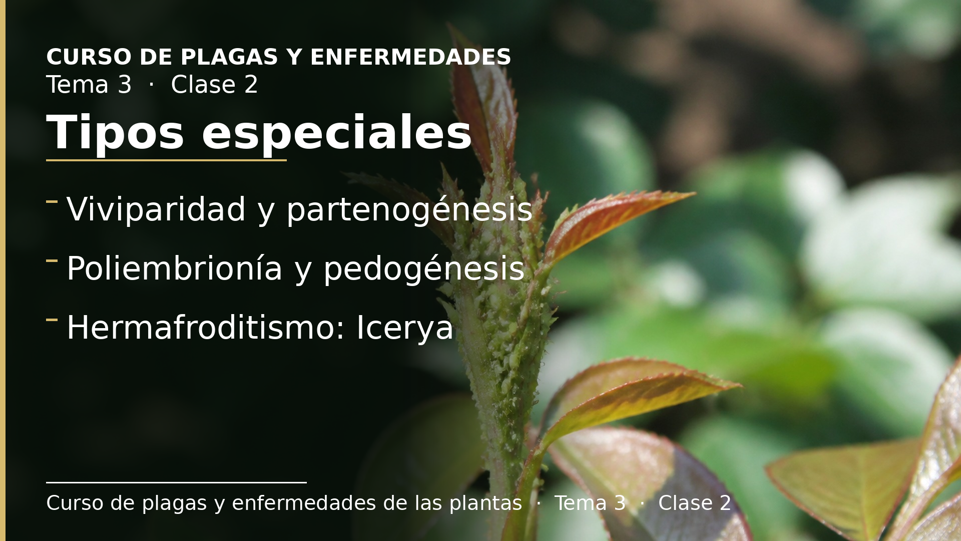 Diapositiva de la clase 2: Tipos especiales de reproducción