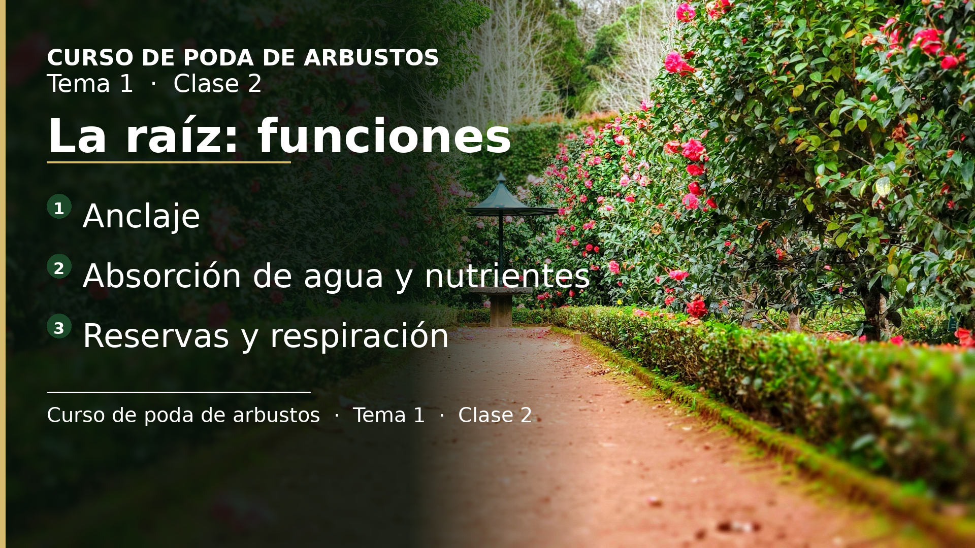 Diapositiva de la clase 2: La raíz: funciones