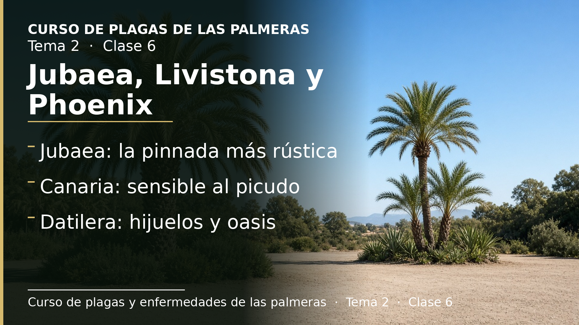 Diapositiva de la clase 6: Jubaea, Livistona y las dos grandes Phoenix