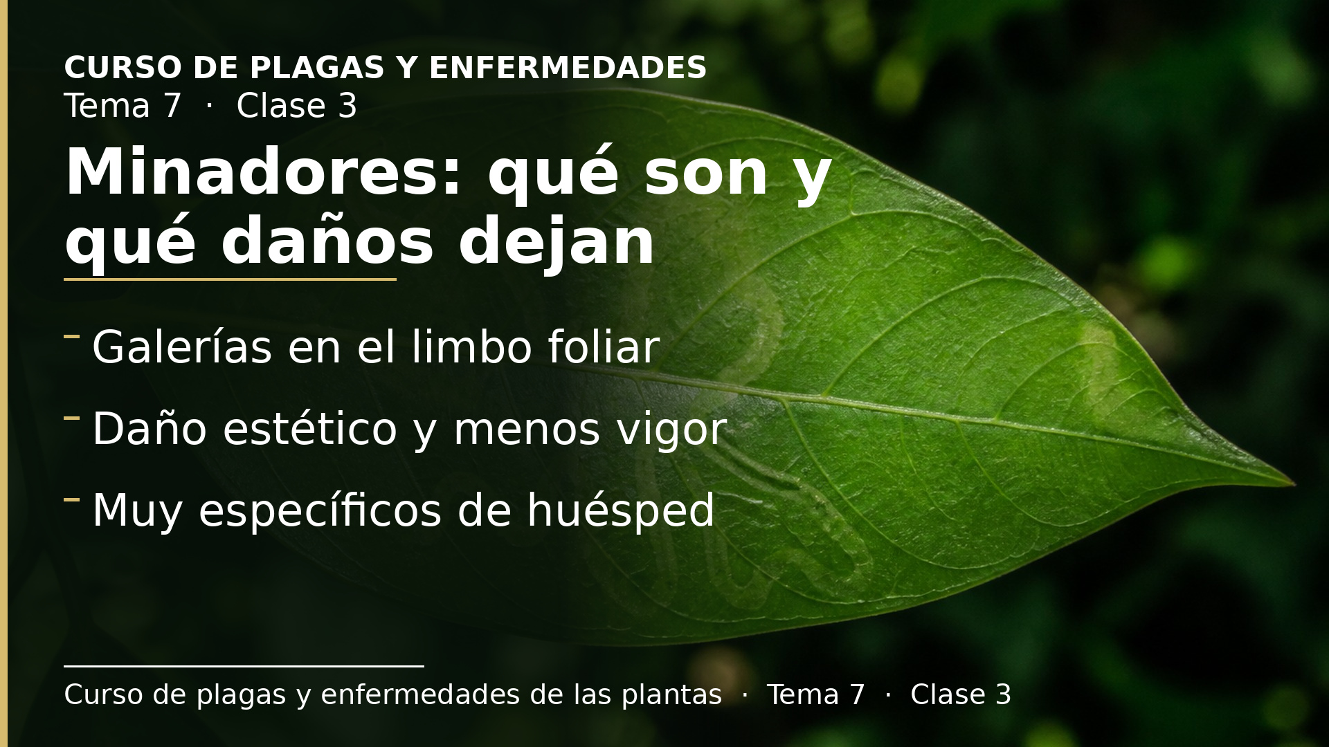 Diapositiva de la clase 3: Minadores: qué son y qué daños dejan