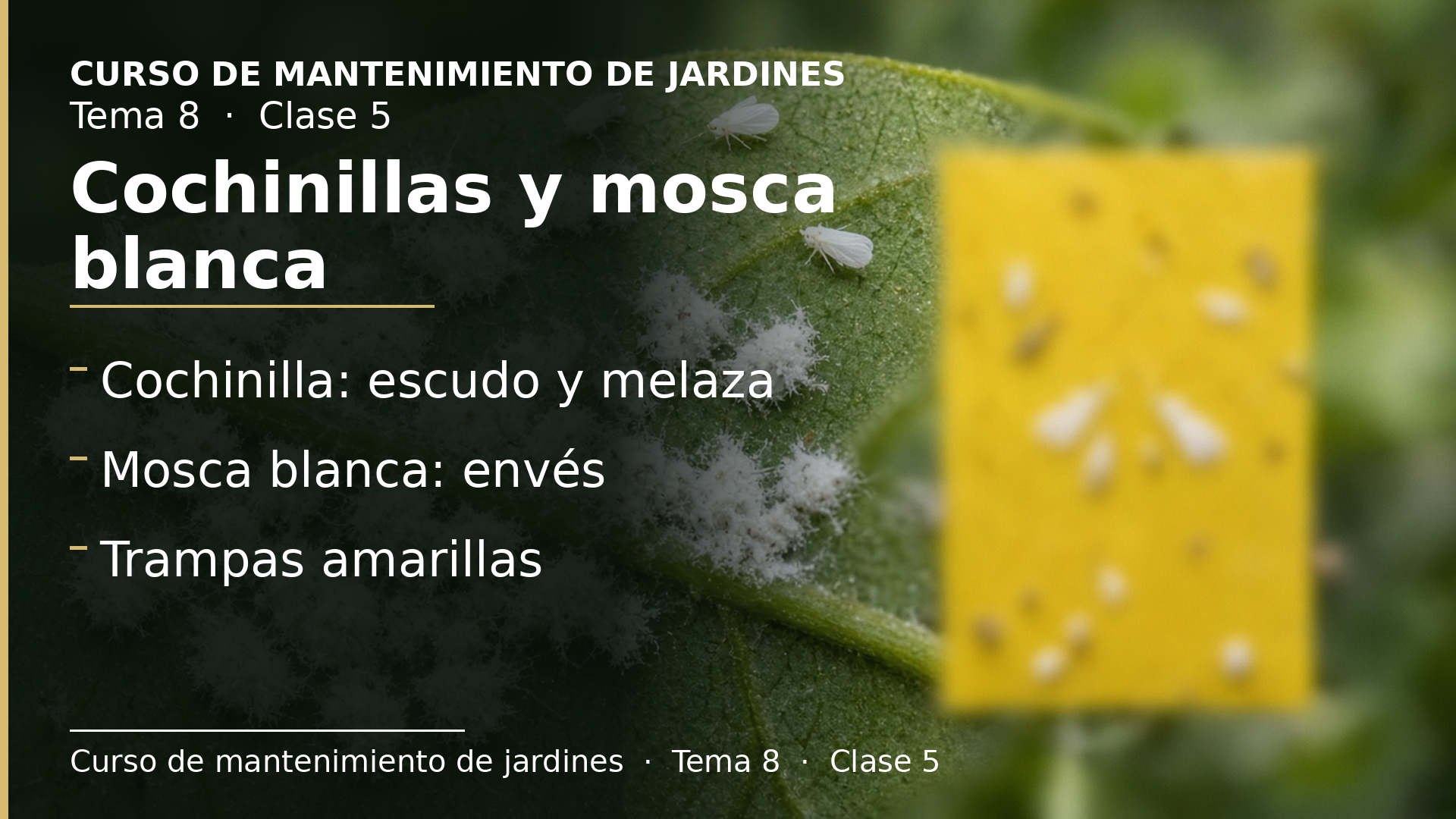 Diapositiva de la clase 5: Cochinillas y mosca blanca
