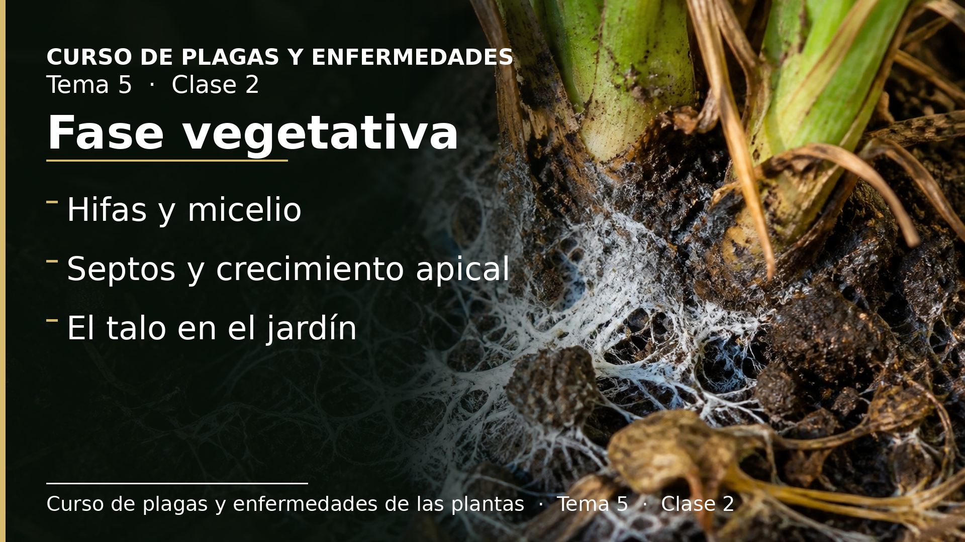 Diapositiva de la clase 2: Morfología: fase vegetativa