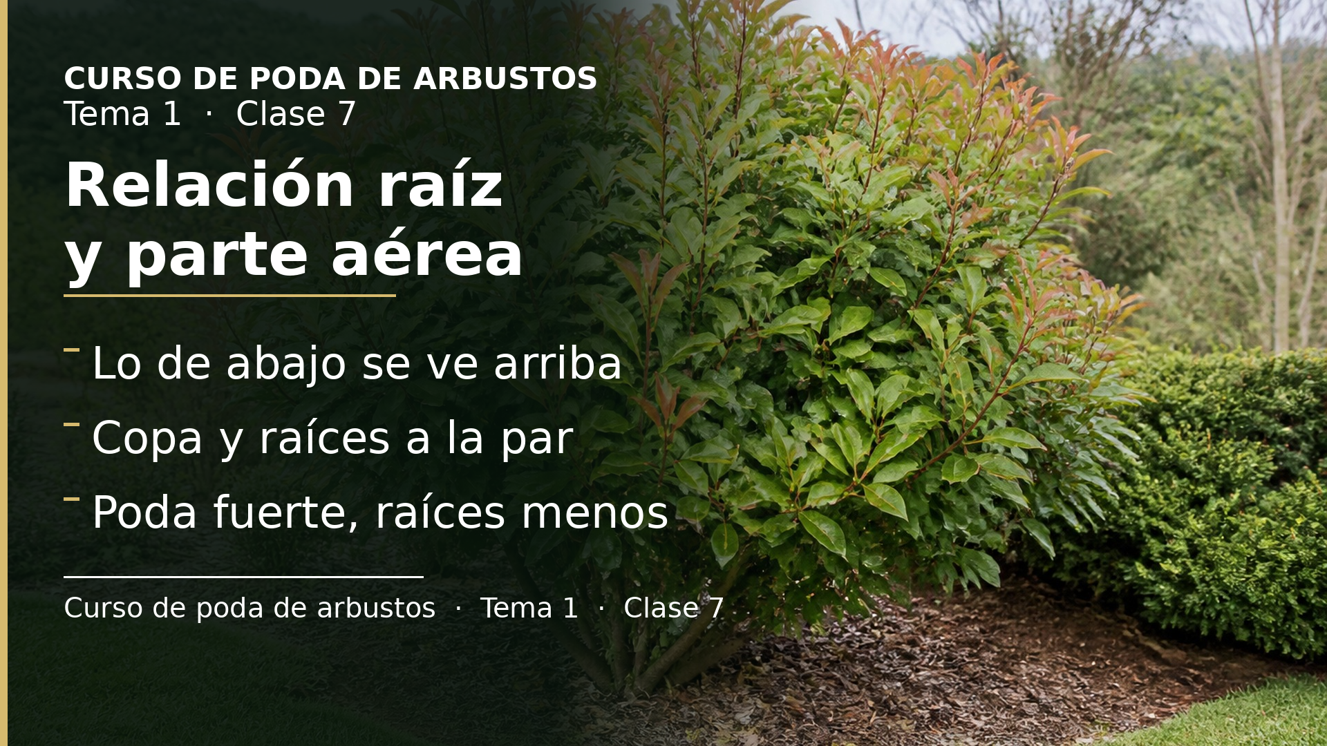 Diapositiva de la clase 7: Relación raíz y parte aérea