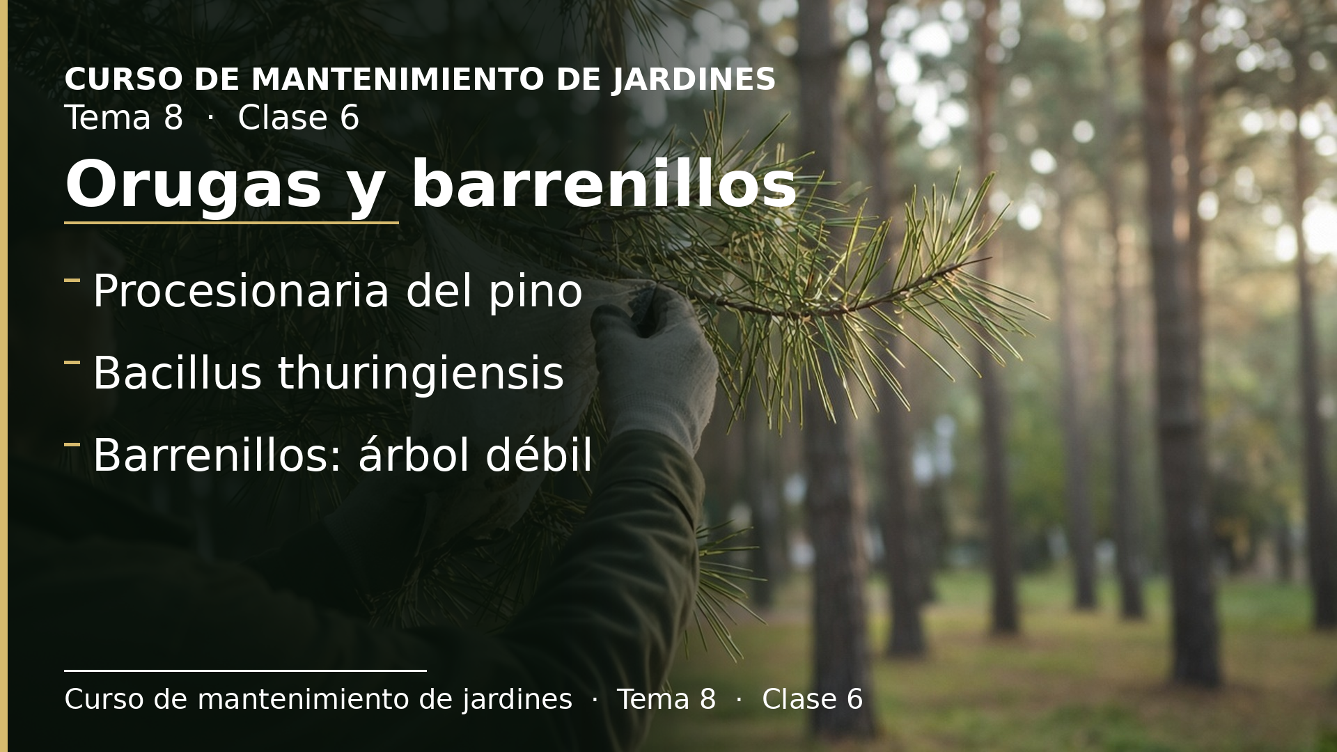 Diapositiva de la clase 6: Orugas y barrenillos