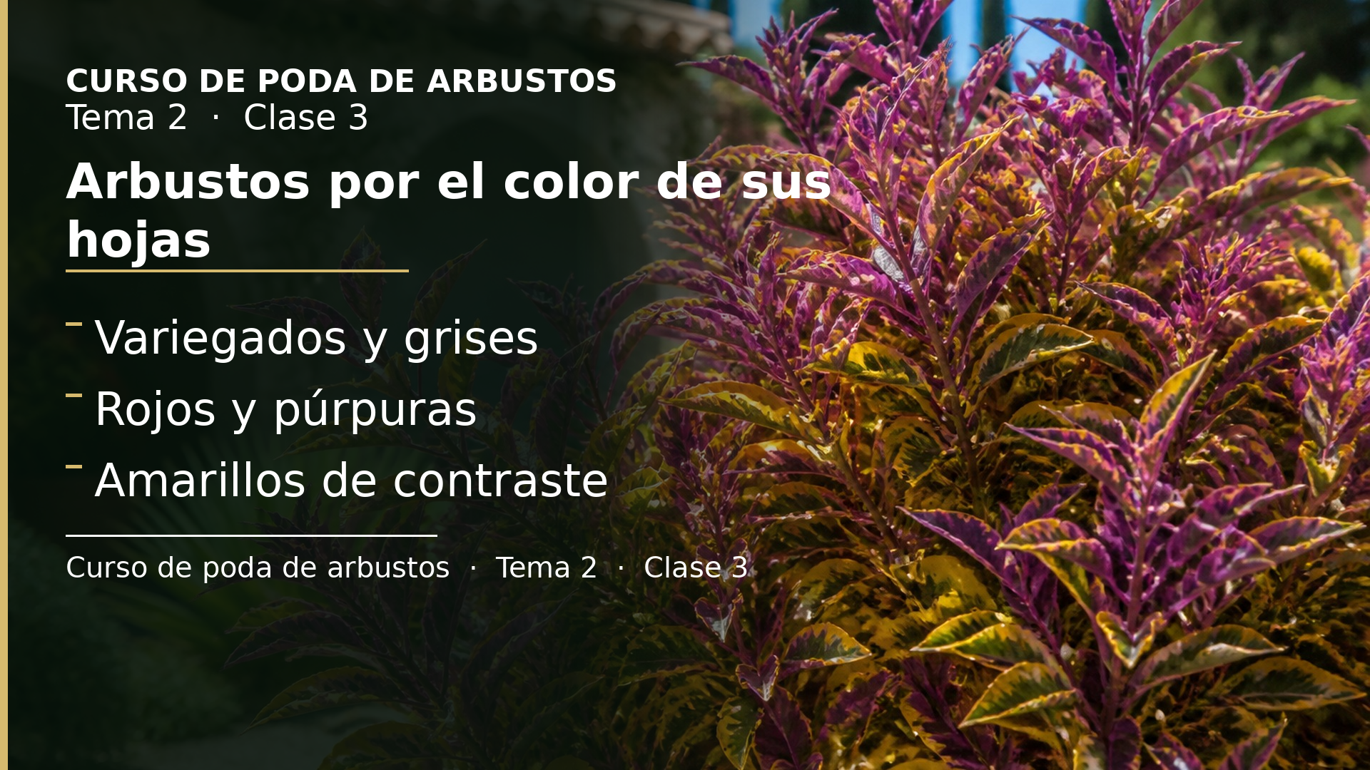 Diapositiva de la clase 3: Arbustos por el color de sus hojas